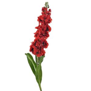 Planta Concept 456-512364