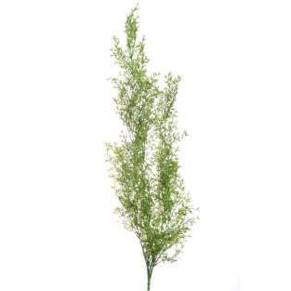 Planta Hoja Art Concepts